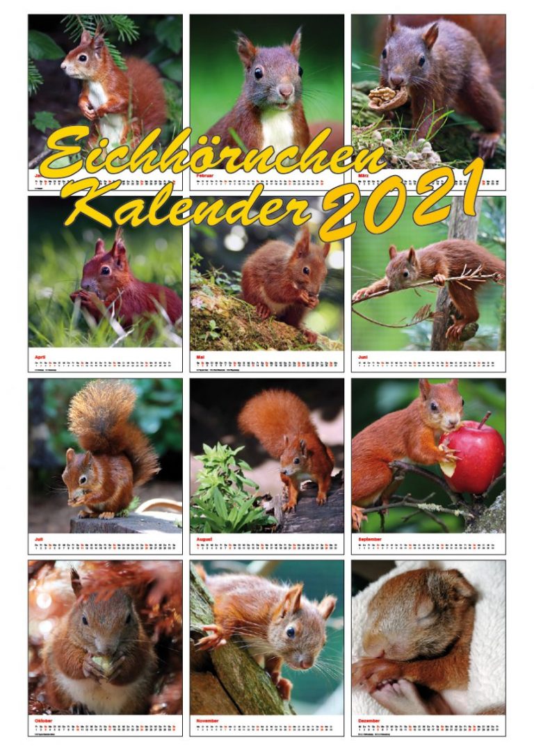 Der Jahreskalender 2021 von der Eichhörnchen-Schutzstation ist da