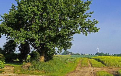 Agentur für regionale Dienste