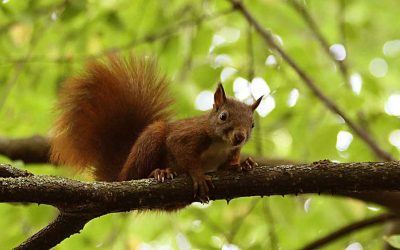 Eichhörnchen-Schutzstation