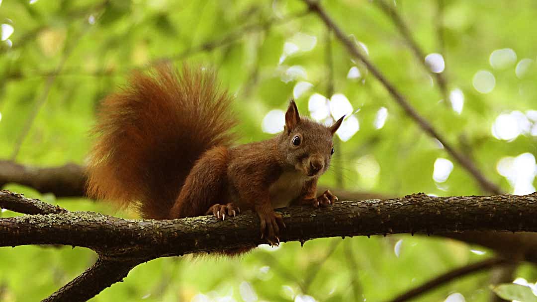 Eichhörnchen-Schutzstation Eichhörnchen-Schutzstation