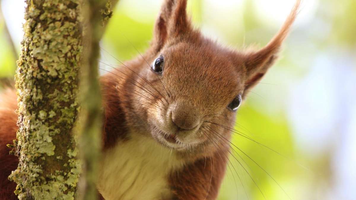 Eichhörnchen-Schutzstation
