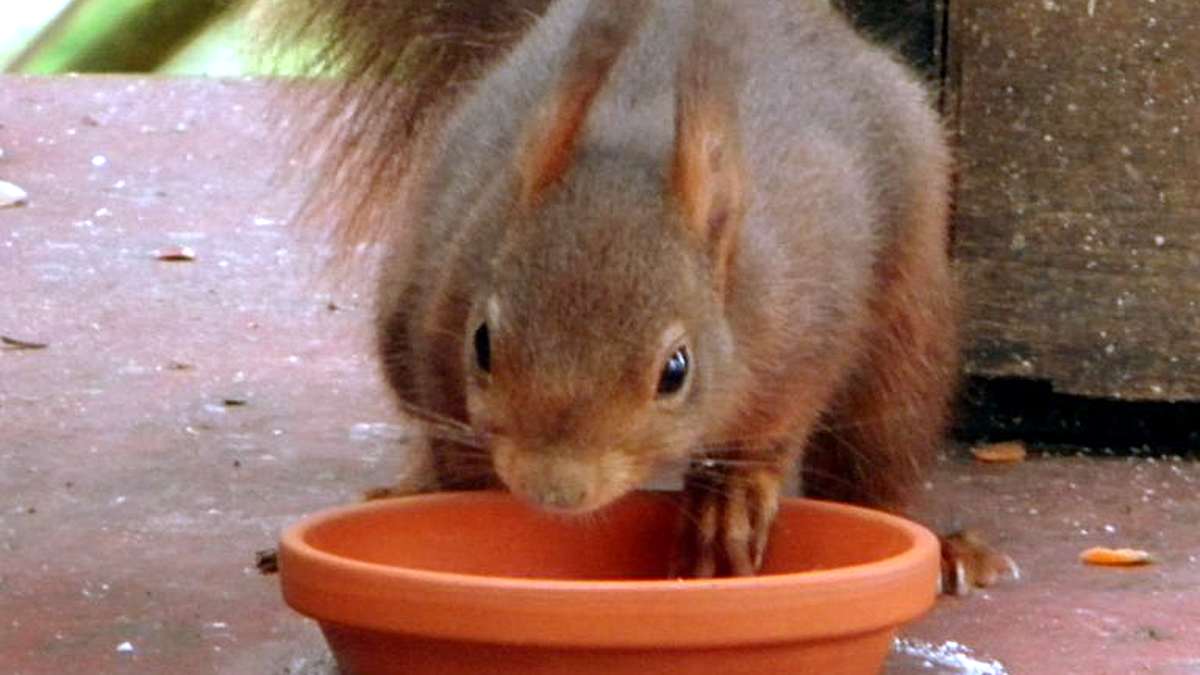 Eichhörnchen-Schutzstation