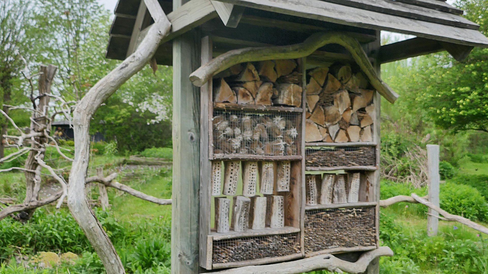 Eichhörnchen-Schutzstation