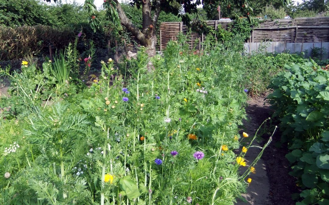 Sozialgärten Eckernförde