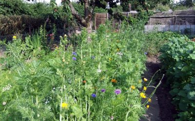 Sozialgärten Eckernförde