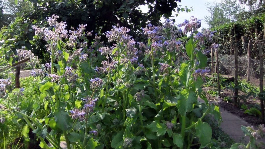 Sozialgärten Eckernförde