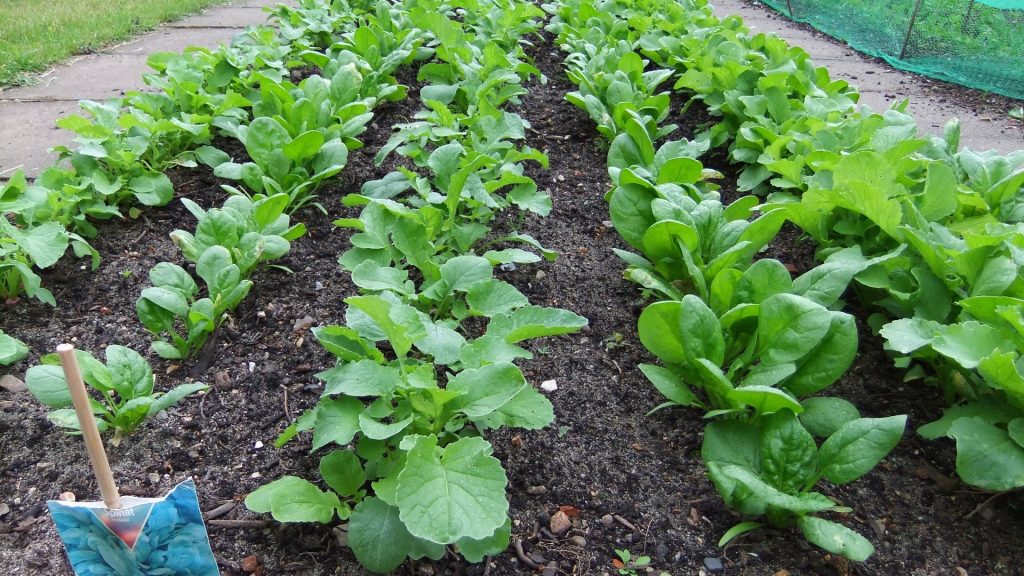 Sozialgärten Eckernförde